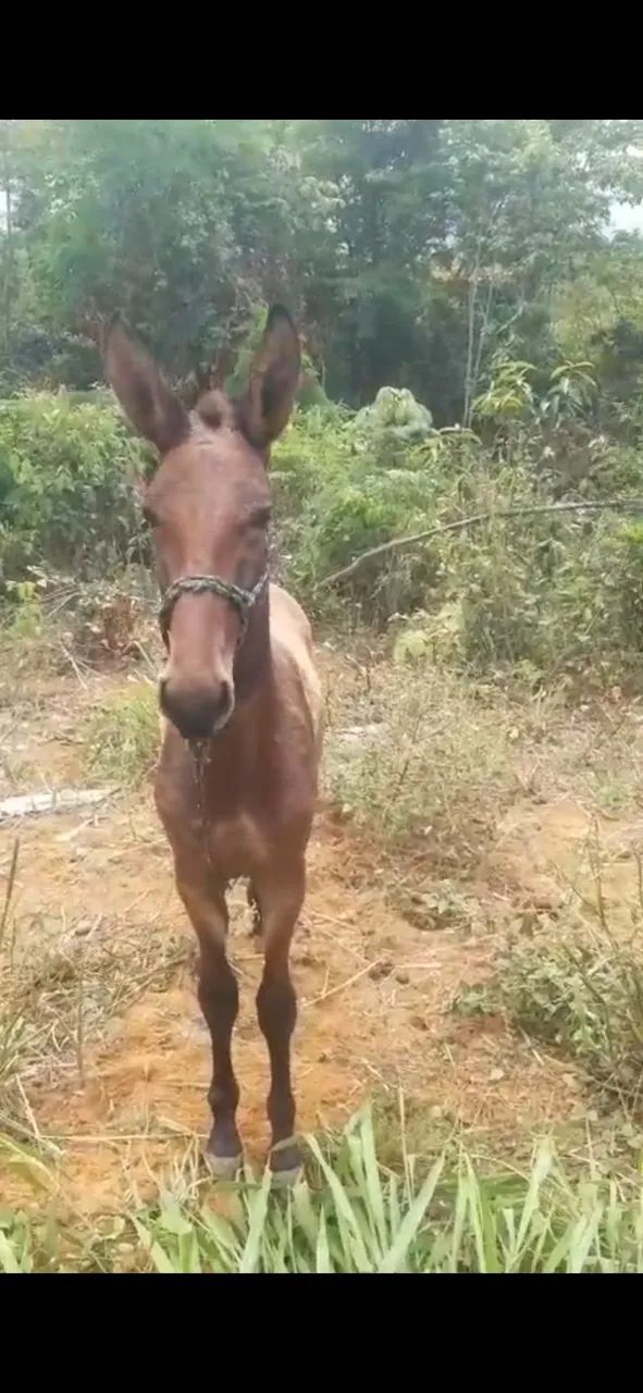 EGUA, POTRA E BURRO  - Foto 5