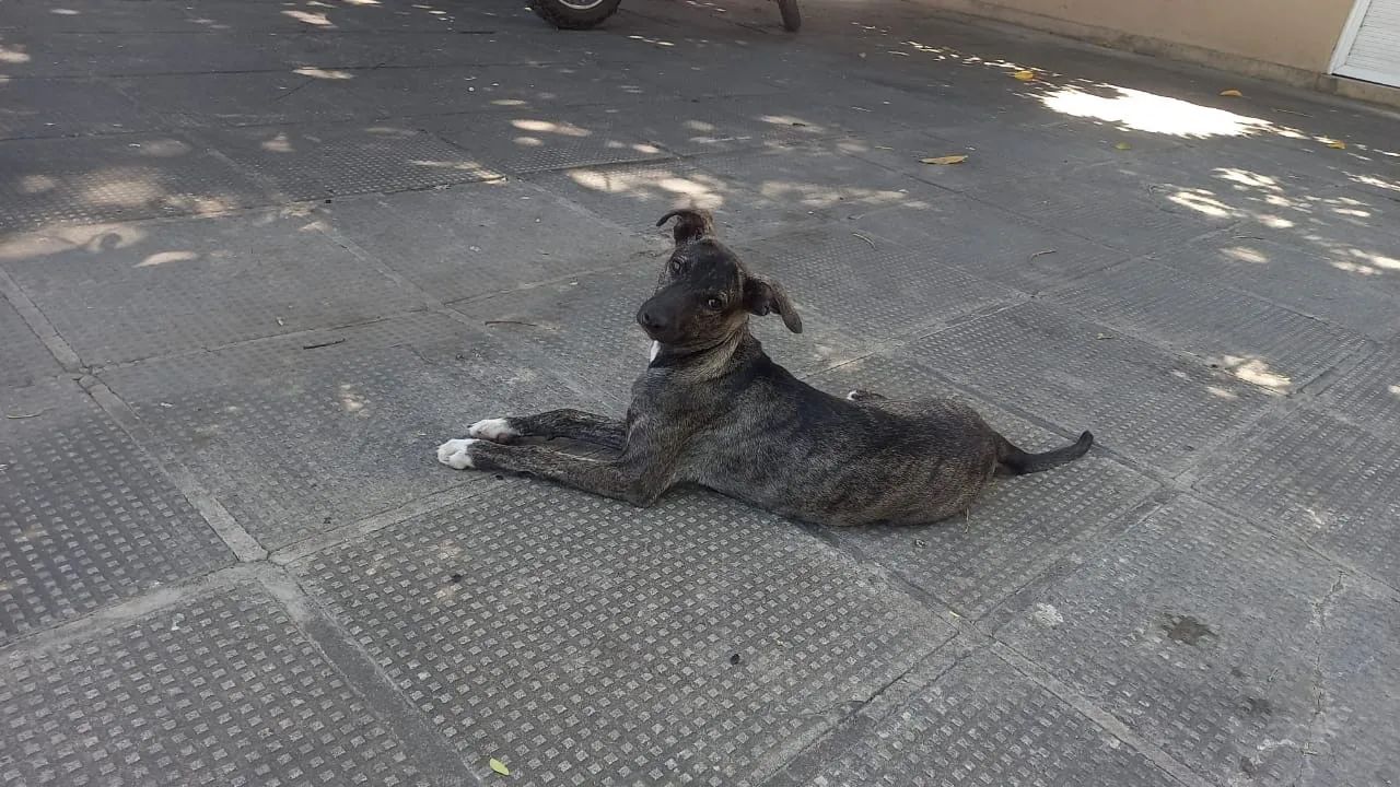 Adoção Responsável  - Foto 2