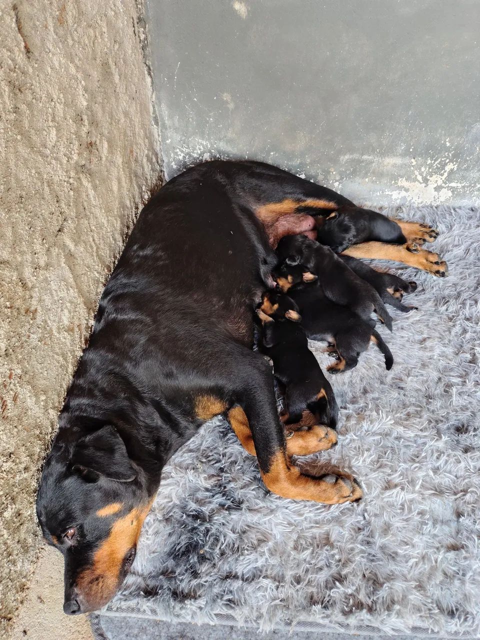Filhotes de rottweiler  - Foto 3