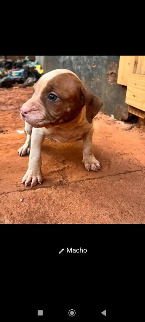 Pitbull 