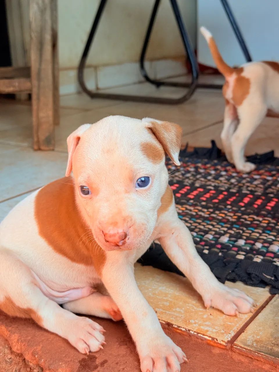 Pitbull  - Foto 2