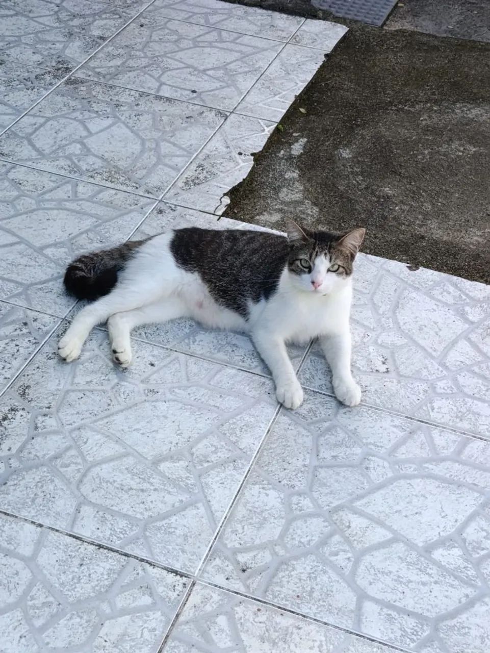 Adoção responsável  - Foto 3