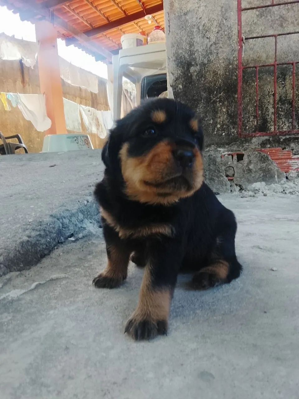 Filhote de rottweiler - Foto 4