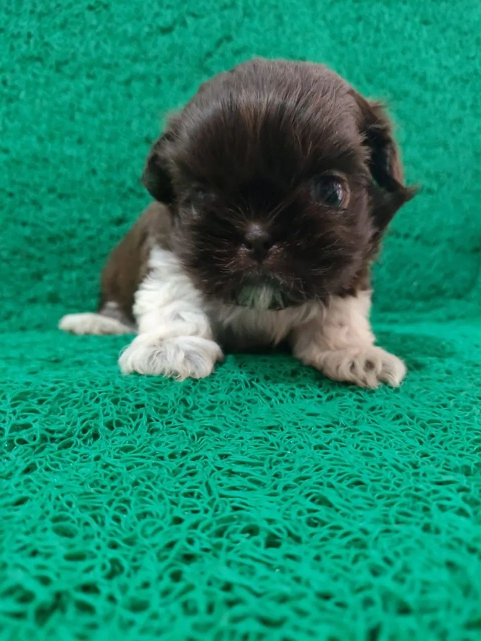 Shih tzu  - Foto 3