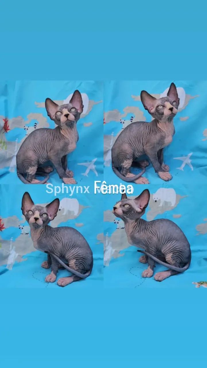 Sphynx Elf Filhotes - Gatil BSB Cat  - Foto 5