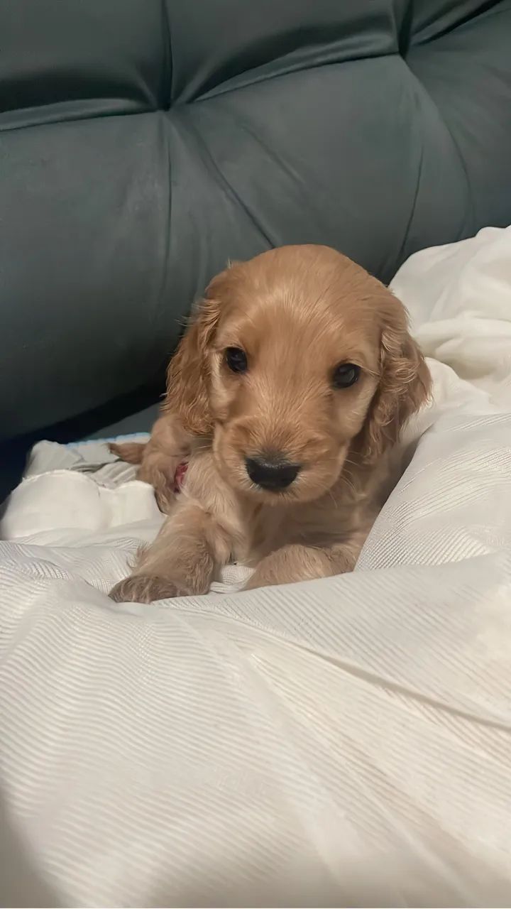 Filhote  Cocker Spaniel  - Foto 4