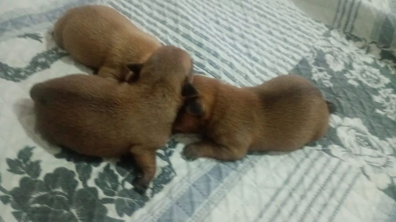 Para vender rápido - Foto 5