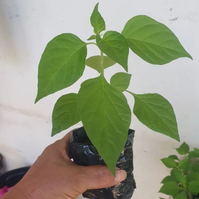 Pe de pimentas variados - Foto 4