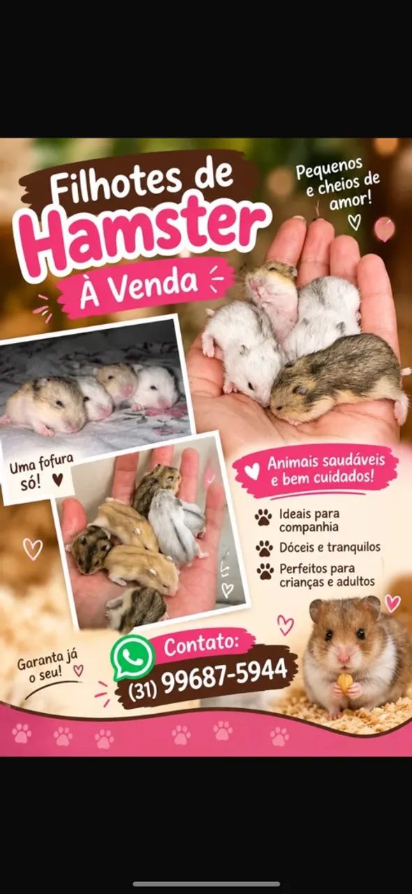 Hamster  - Foto 3