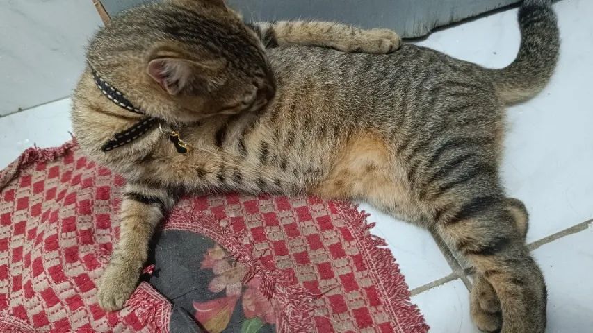 Adoção responsável  - Foto 4