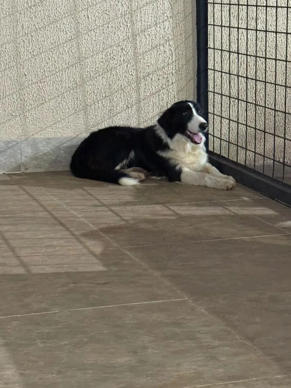 Vende-se Border Collie - Foto 5