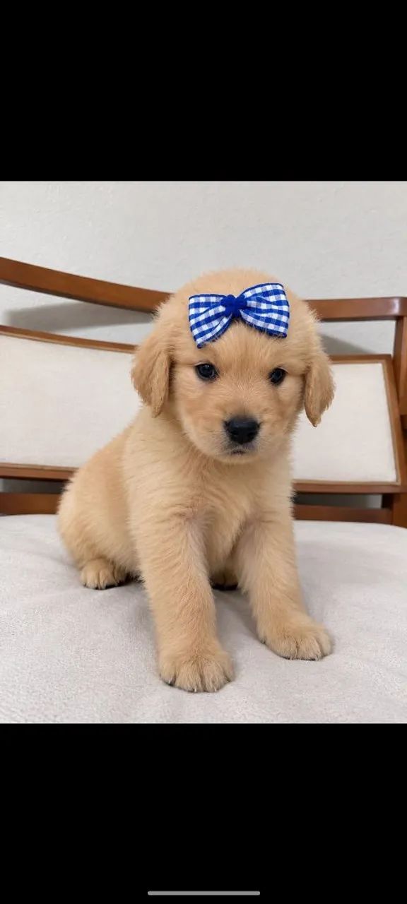 Golden Retriever 