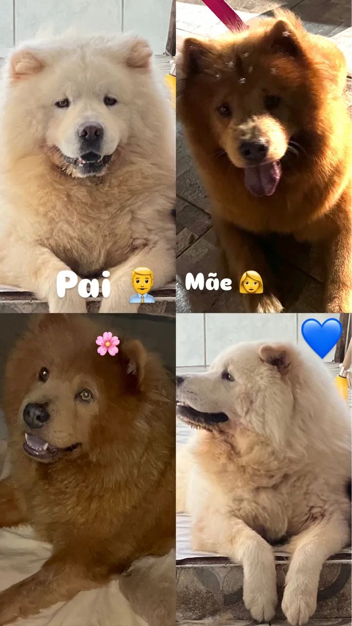 Chow Chow  - Foto 5