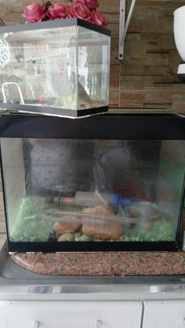 Aquário para peixes e outros animais 