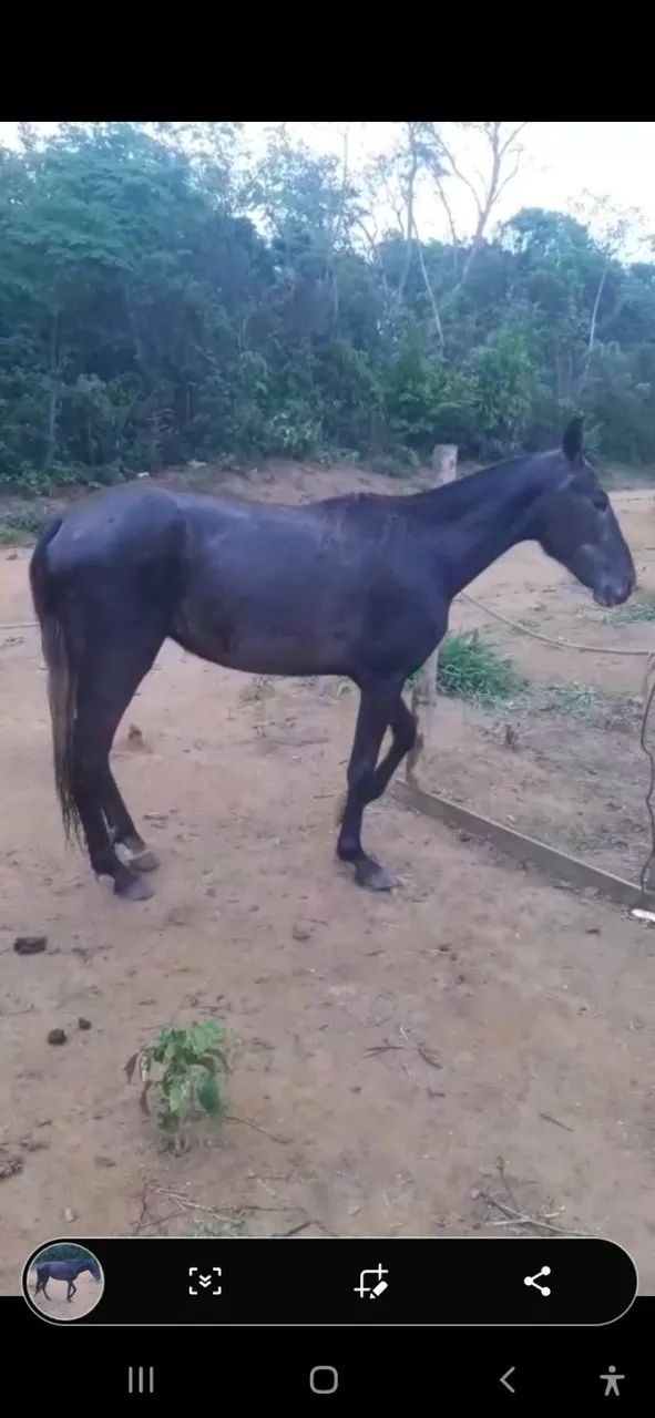 EGUA, POTRA E BURRO  - Foto 2