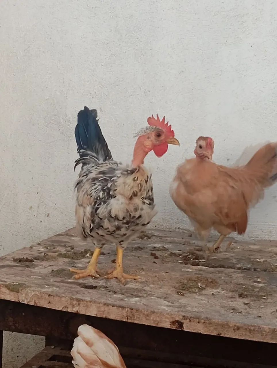 Galinha Garnizé Nagazaki  - Foto 4