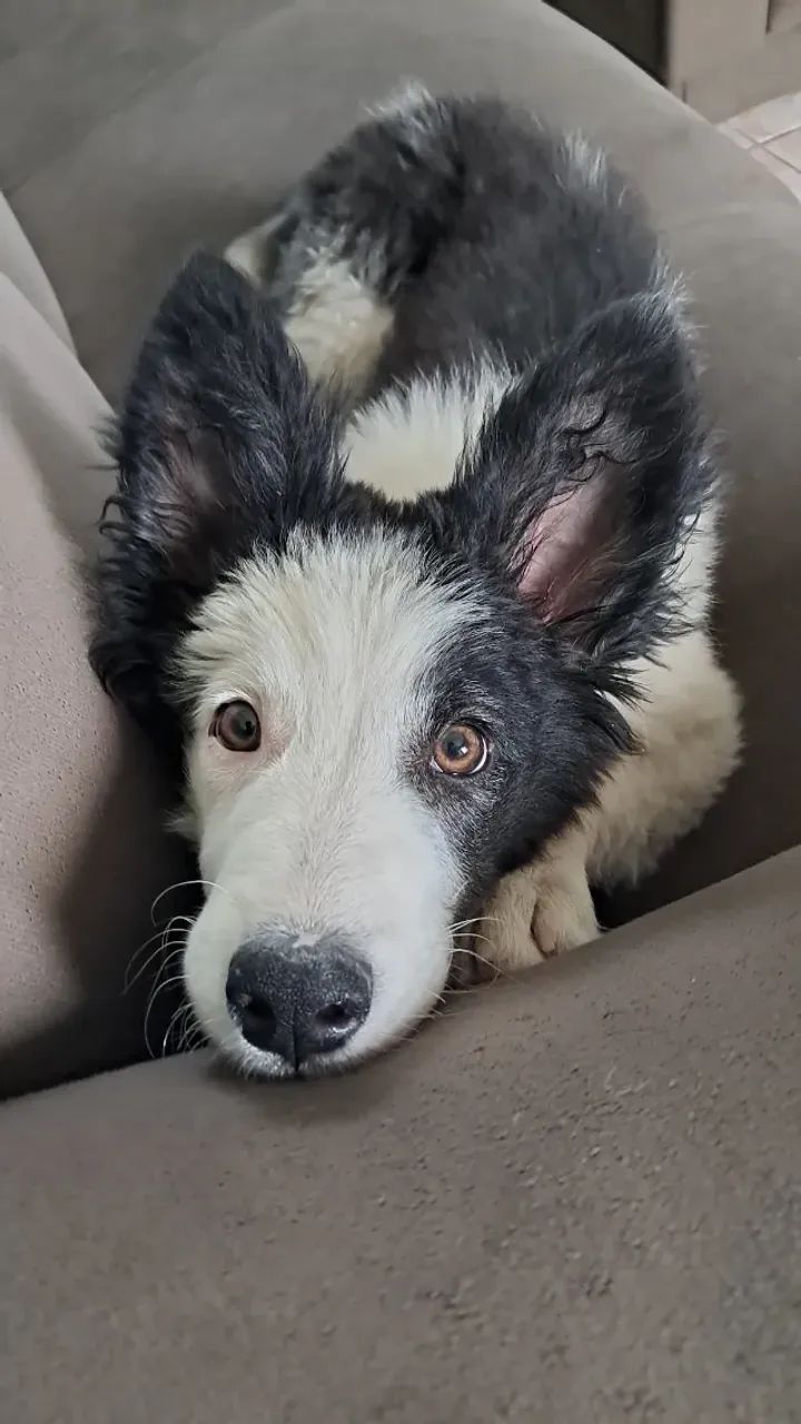 Cachorro  - Foto 4