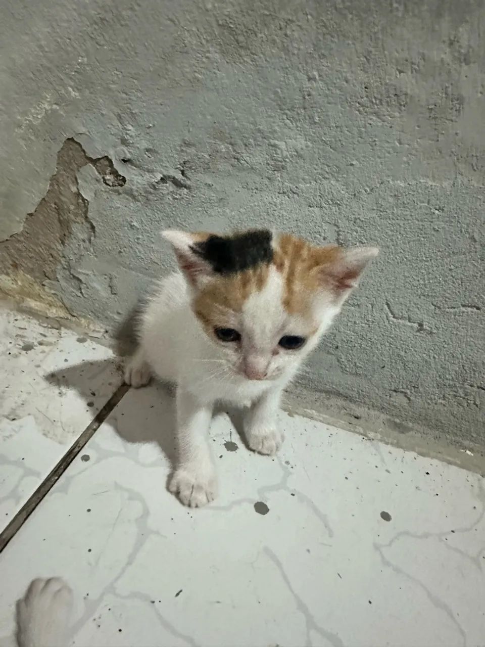 doação  - Foto 3