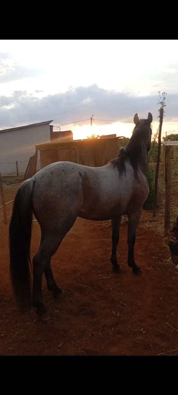 cavalo quarto de milha 