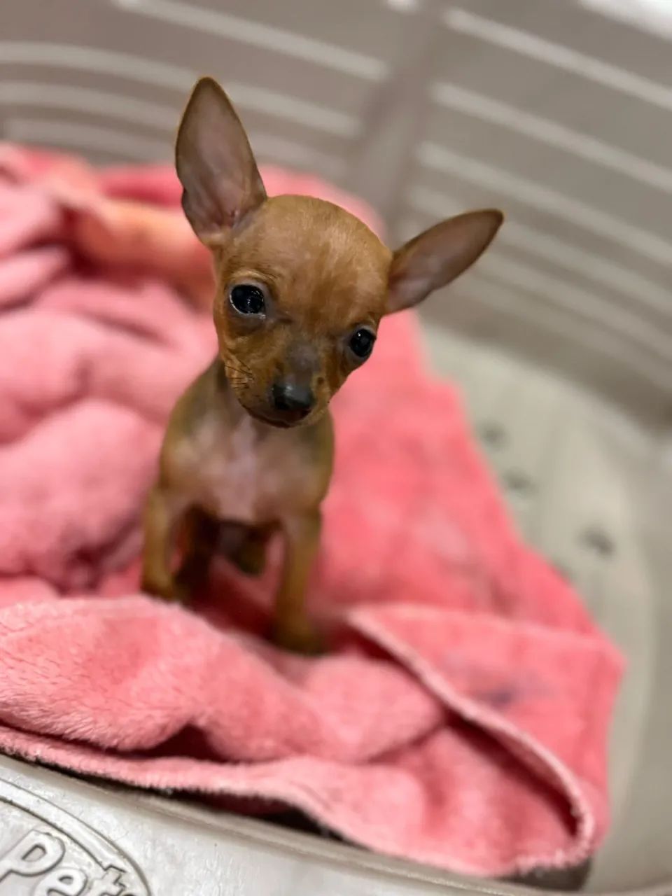 Pinscher - Foto 2