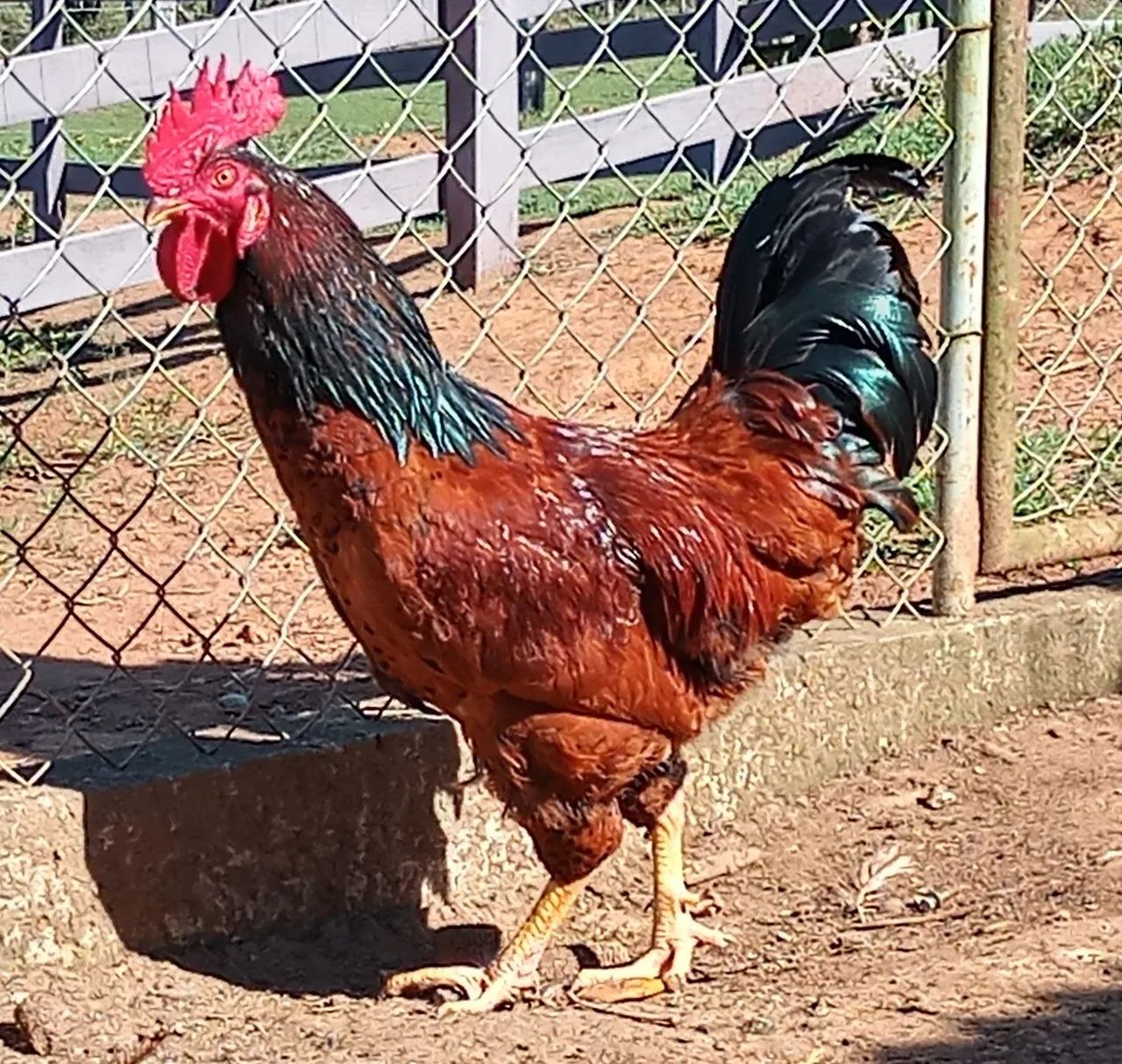 GALO Embrapa 