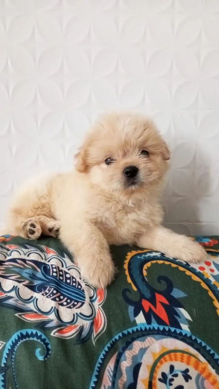 Lhasa apson macho - Foto 4