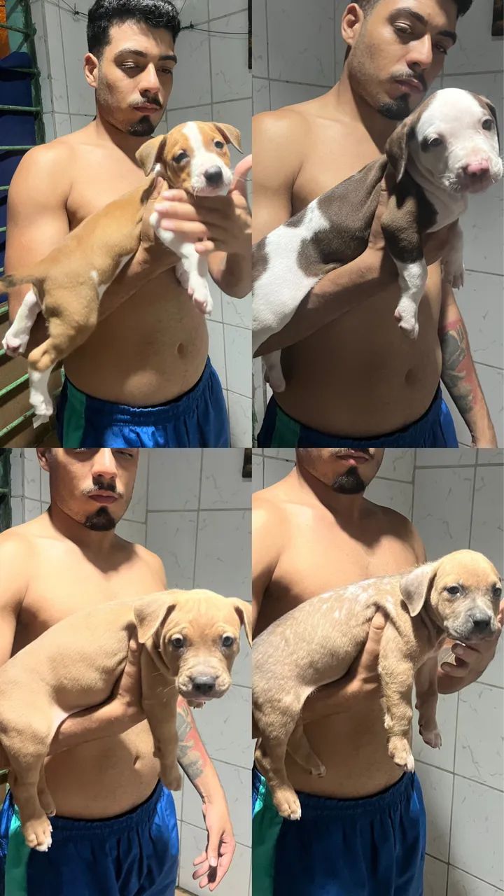 PitBull - Foto 2