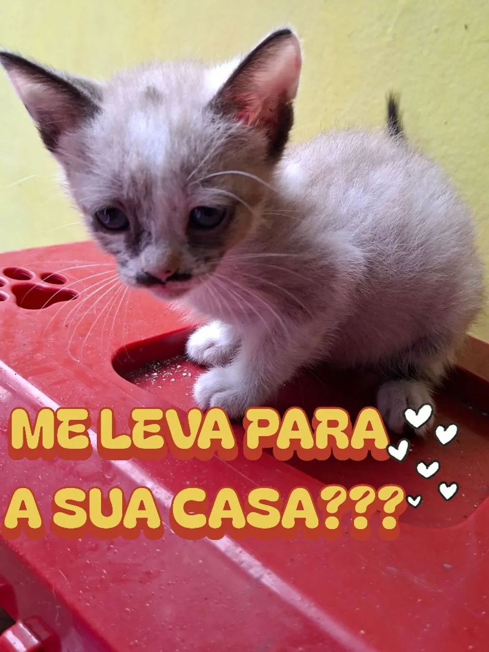 Doa-se Gatinhas - Foto 2