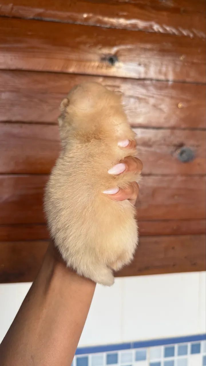 Spitz macho anão  - Foto 3