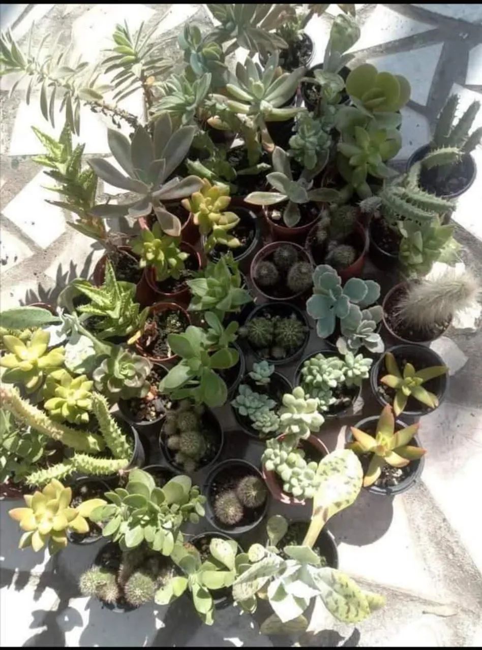 Suculentas e cactos