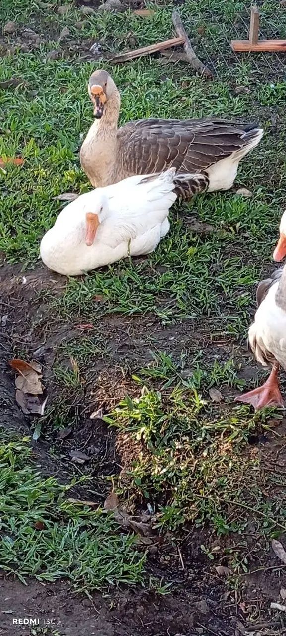 Vendo ganso sinaleira  - Foto 4