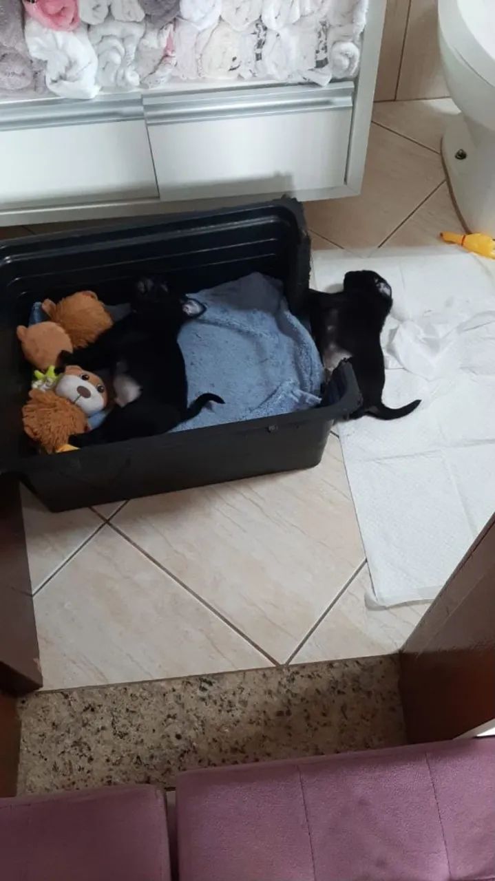 Filhote de Pug ,pronto para entrega  - Foto 4