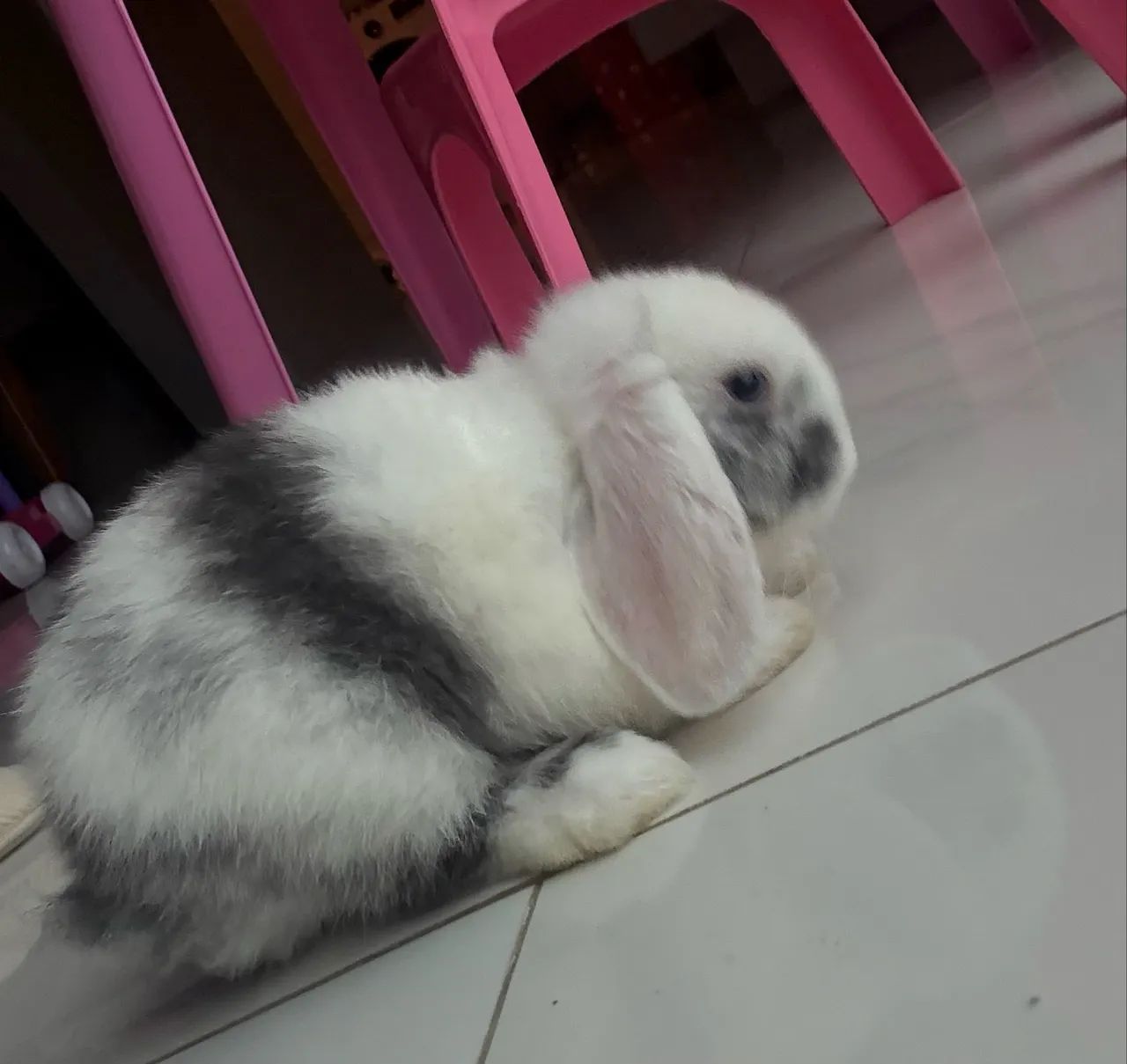 Coelho mini lop  - Foto 2
