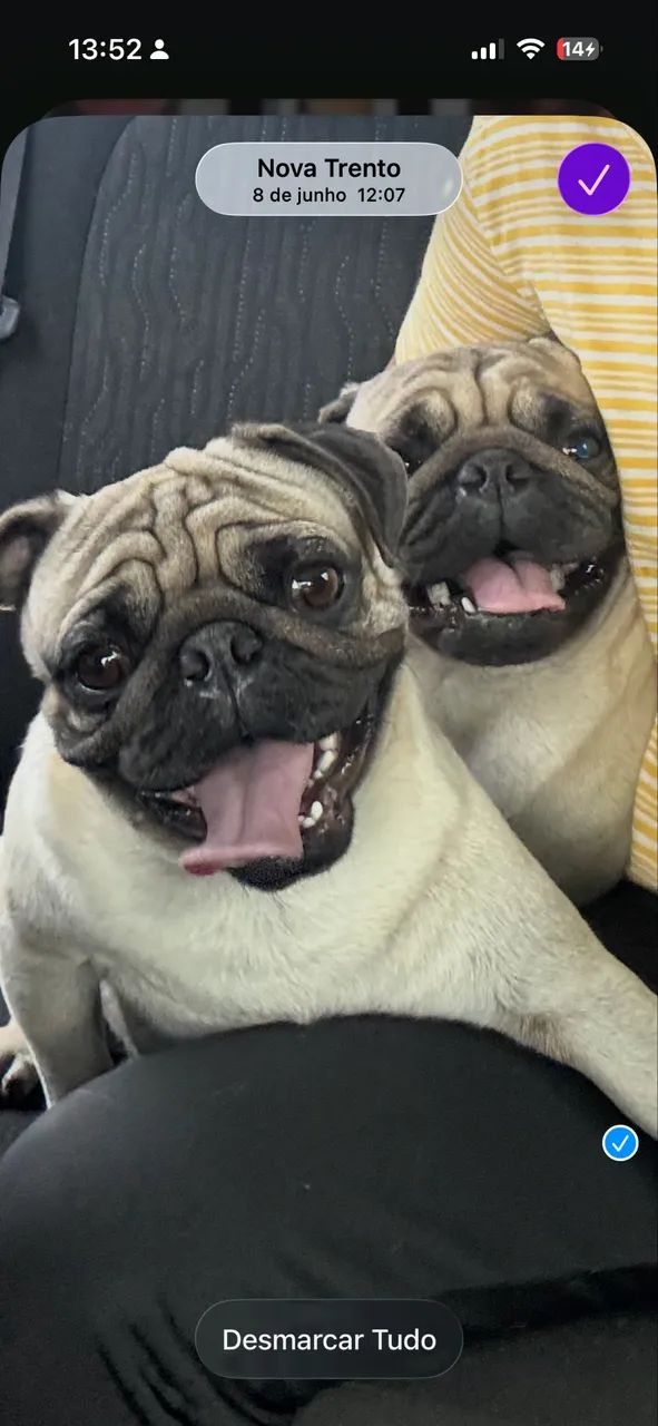 Troco pug