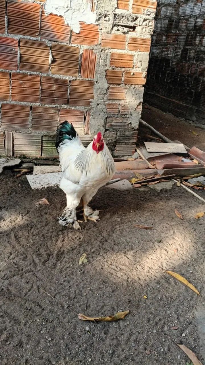 Galo brahma light - Foto 2