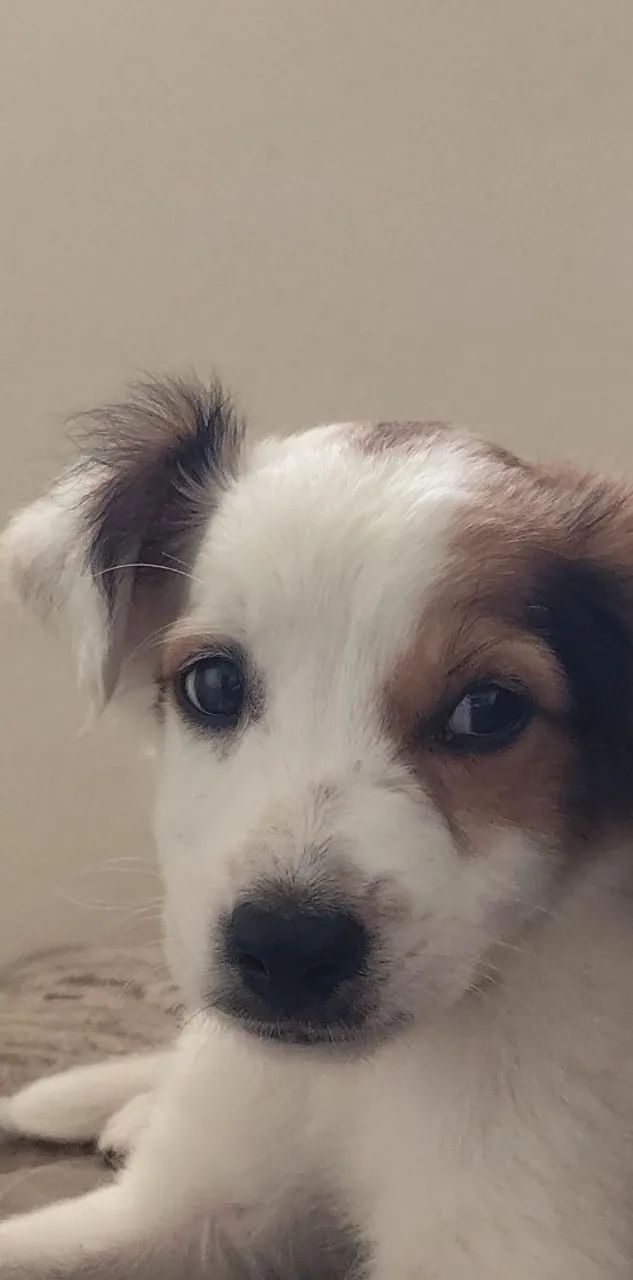 Estou doando um cachorro de 3 meses - Foto 3