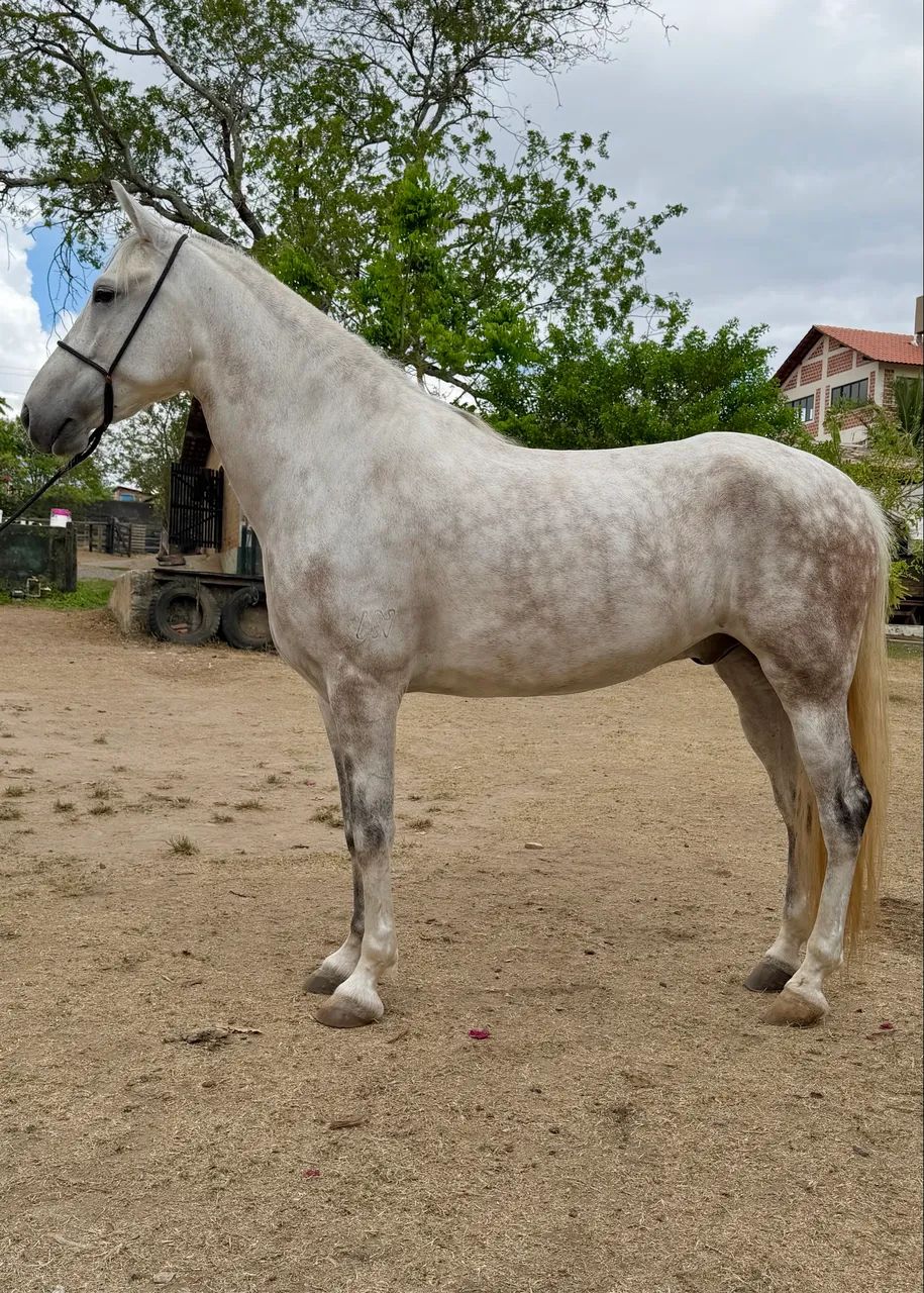 Cavalo Mangalarga Marcha Picada  - Foto 2
