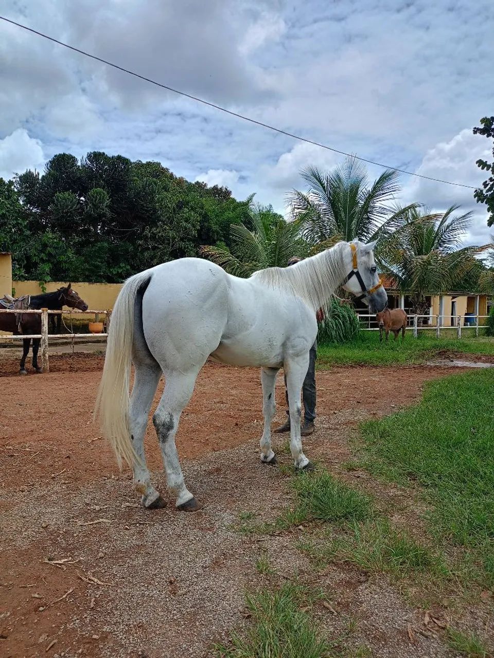 Cavalo quarto de milha - Foto 2