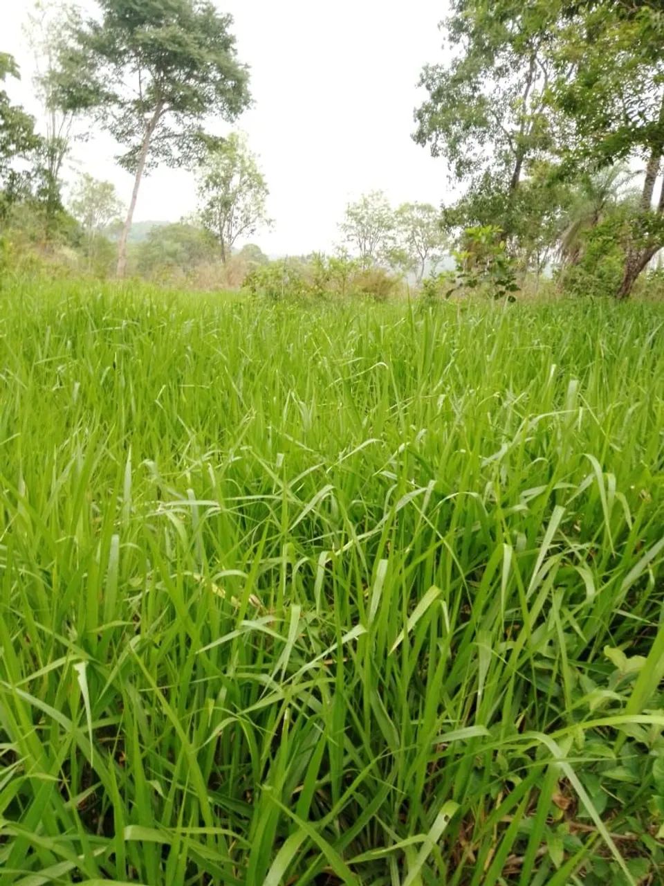 Fazenda 14 alqueires  - Foto 2