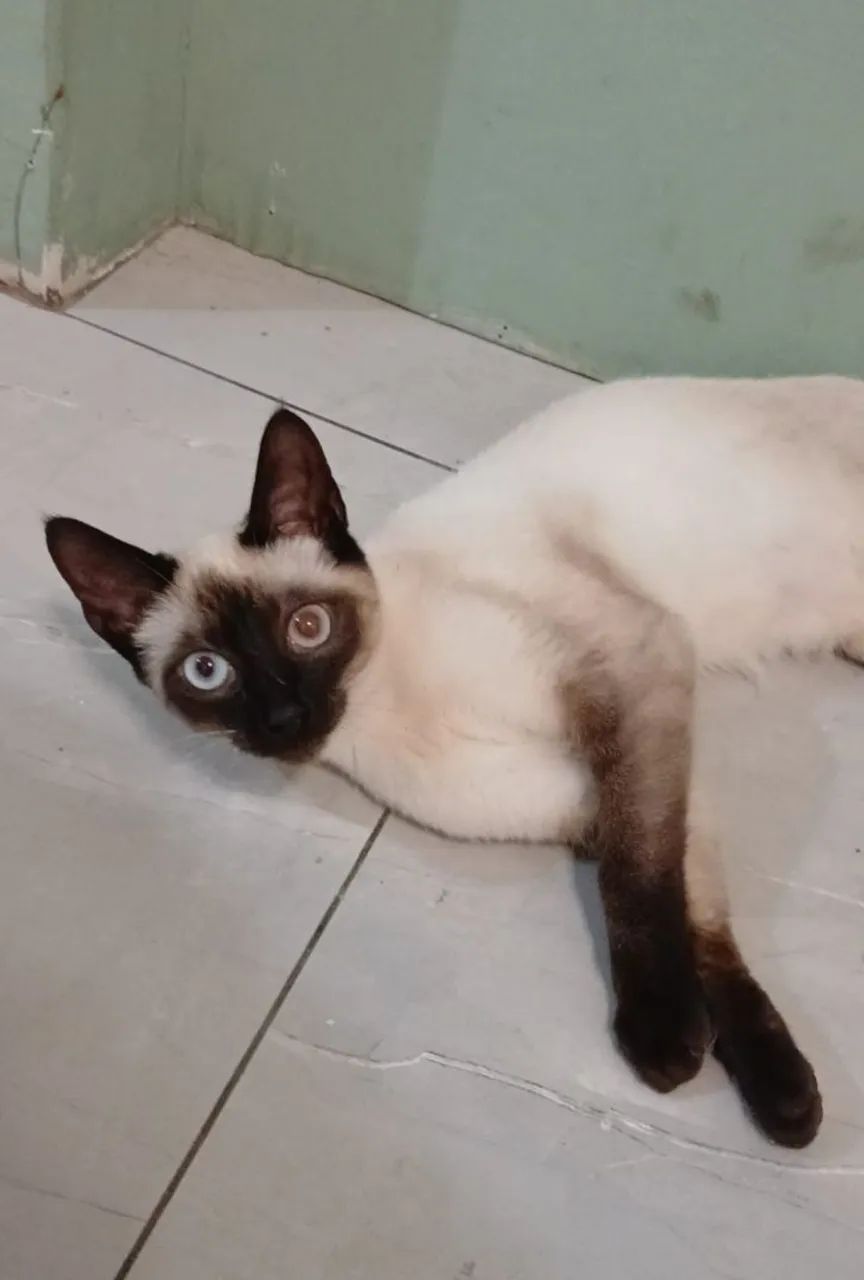 Felinos  - Foto 4