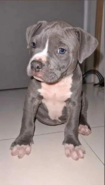 doando filhotes de pitbull  - Foto 2
