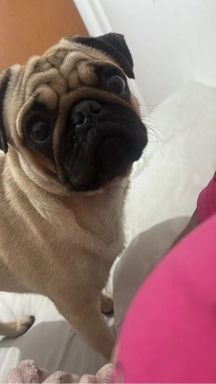 PUG PRA CRUZAR - Foto 3