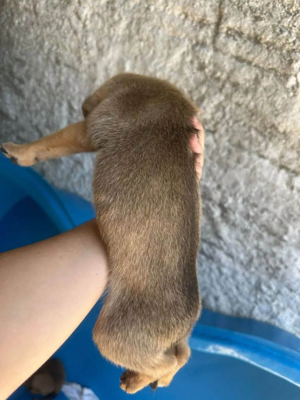 Filhotes de cachorro  - Foto 2