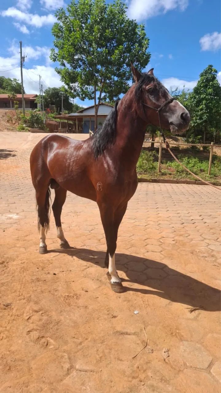 Vendo ou troco cavalo  - Foto 2