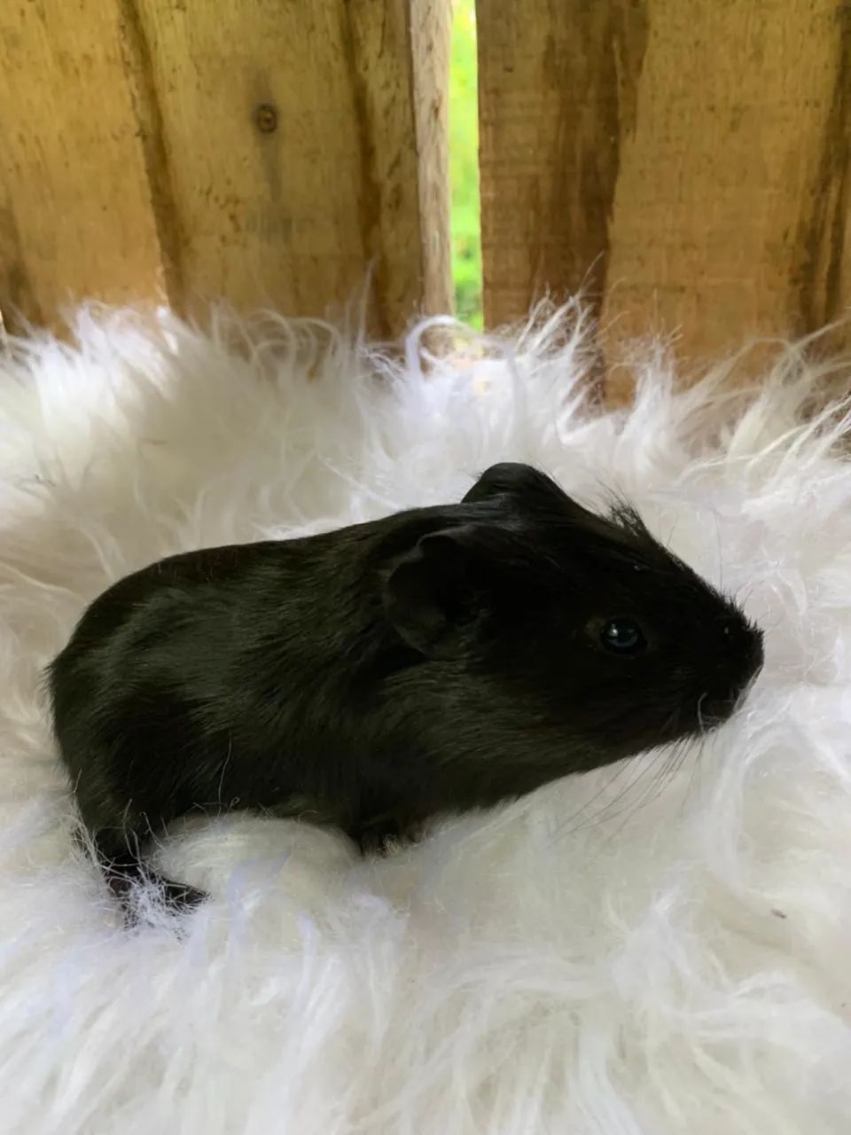 Porquinhos da índia  - Foto 2