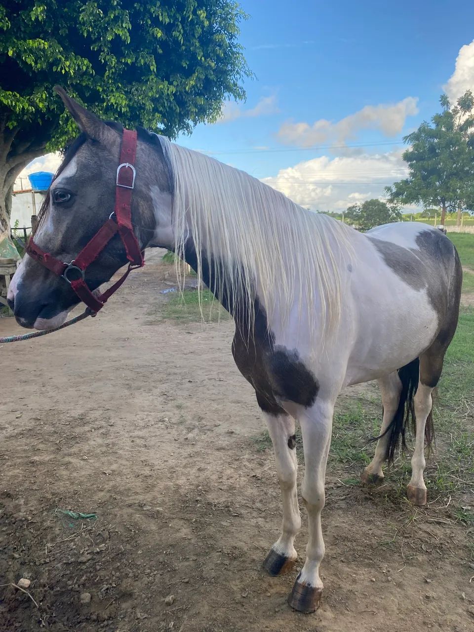 Cavalo mangalarga à venda  - Foto 4