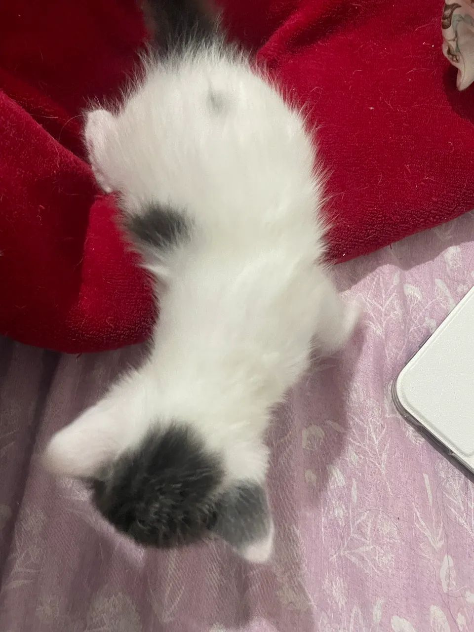 adoção de filhote de gato - Foto 6