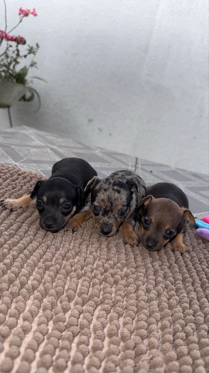 PINSCHERS MINIATURA
