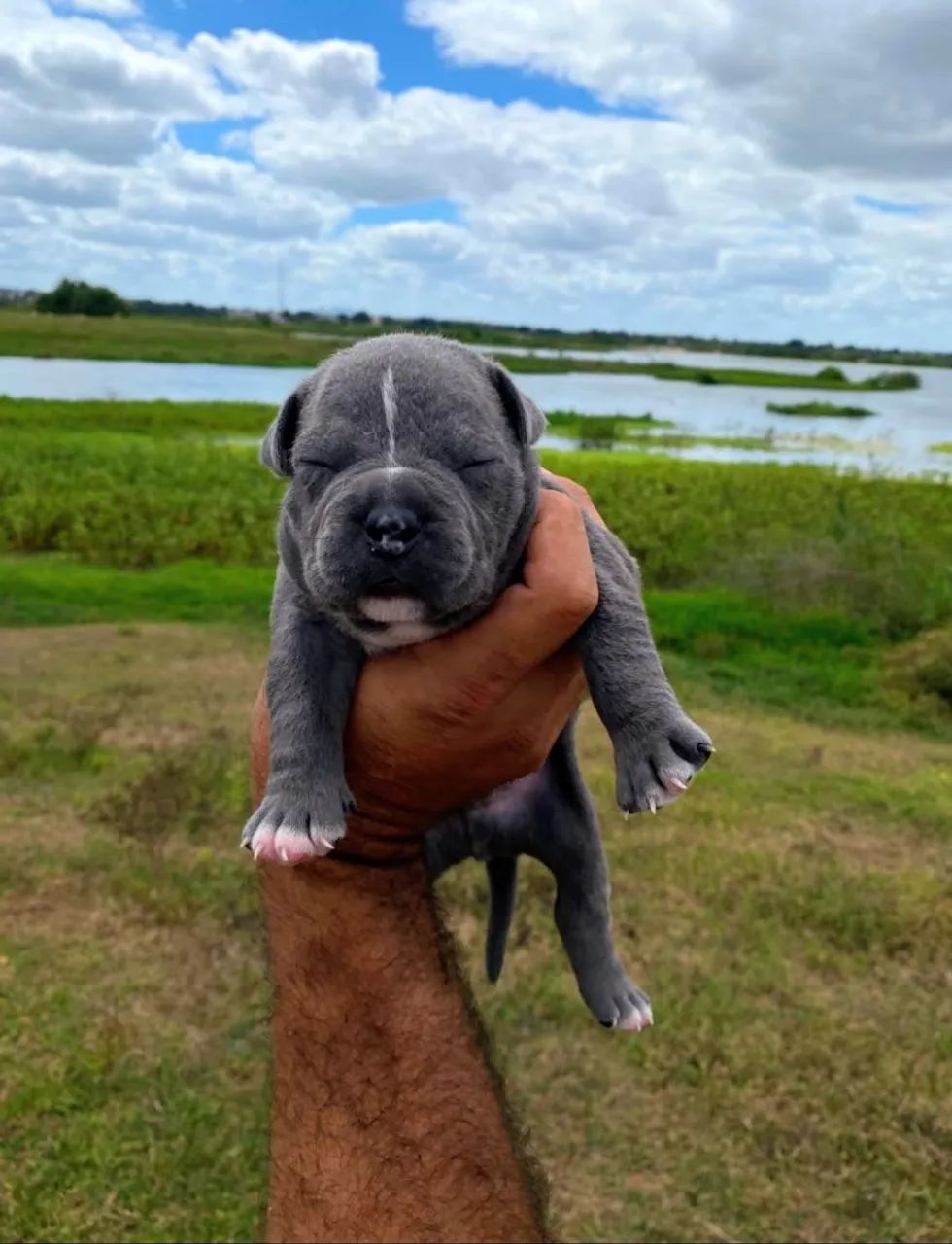 Filhotes de American Bully Pocket - Foto 3