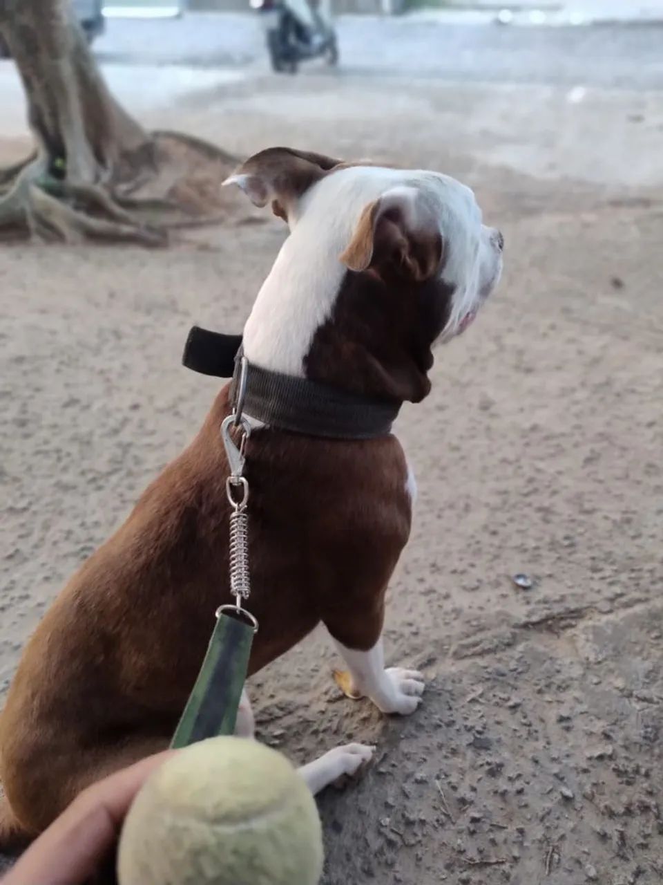 Passeio com cães  - Foto 3